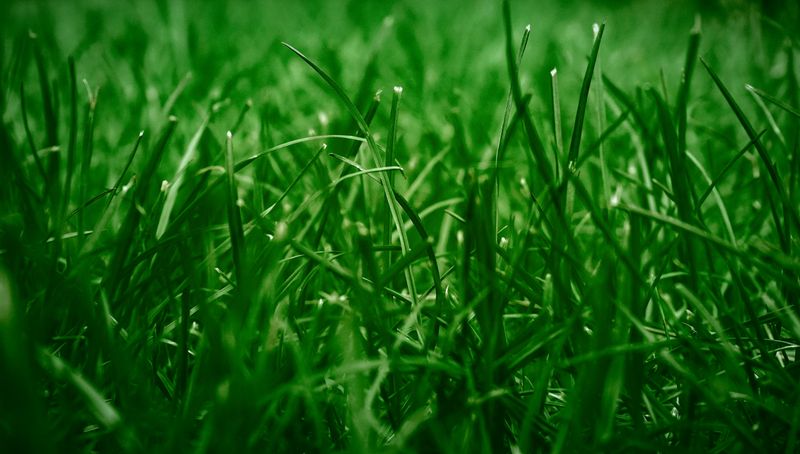 Close-up of a lush, healthy green lawn