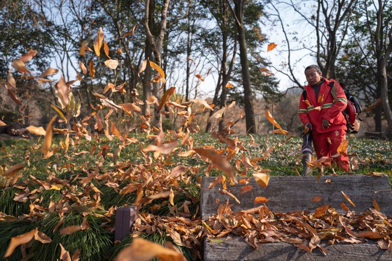 Worker clearing fallen autumn leaves in a yard